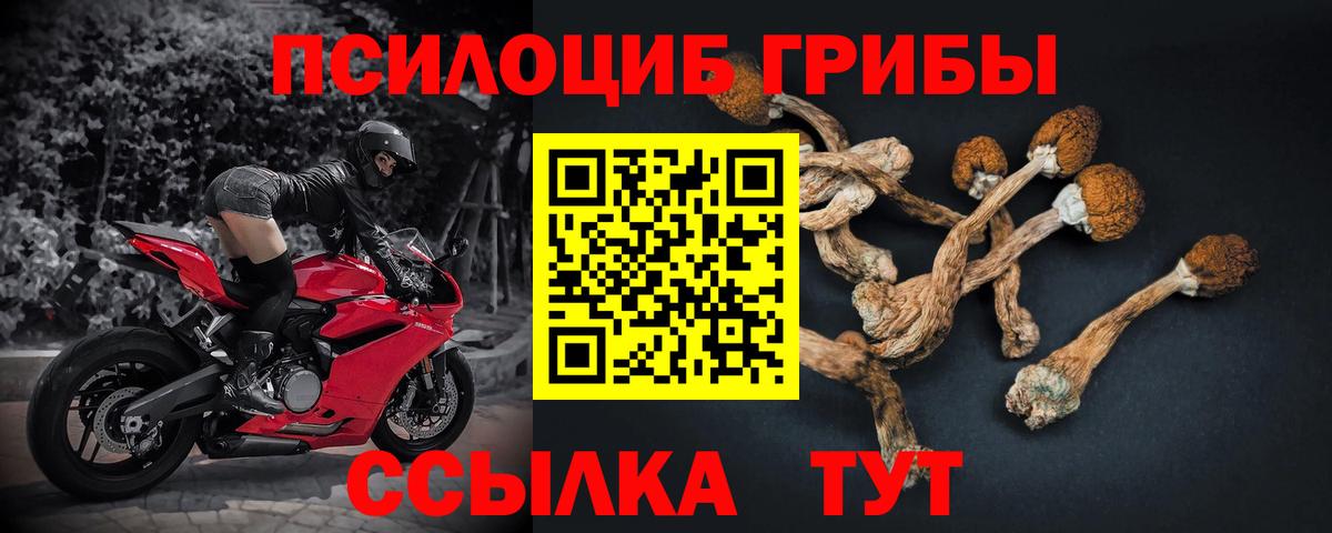 Галлюциногенные грибы Psilocybe Бахчисарай